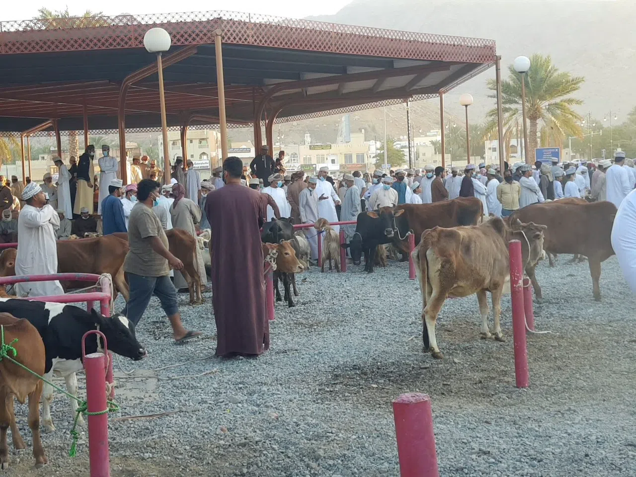 Dawn at Nizwa: Muscat's Real Friday Livestock Market