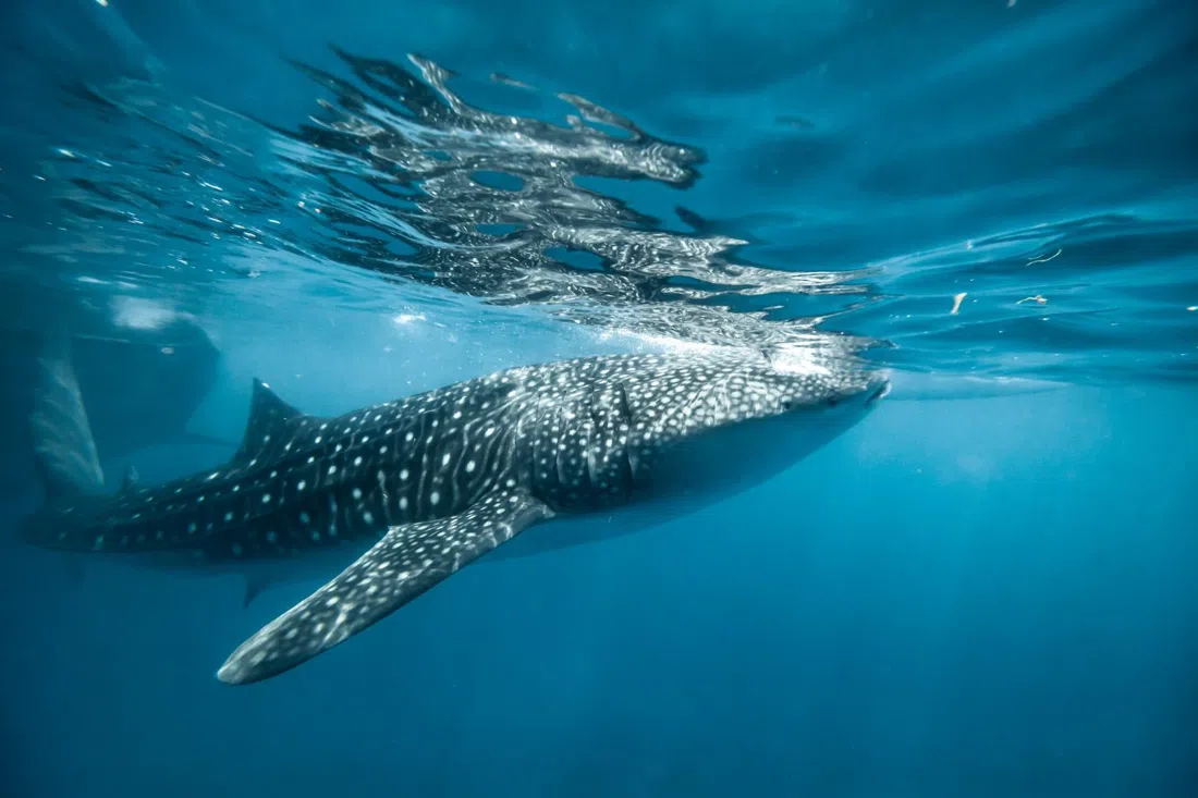 Pearl Dimaniyat Diving & Snorkeling Center, Muscat