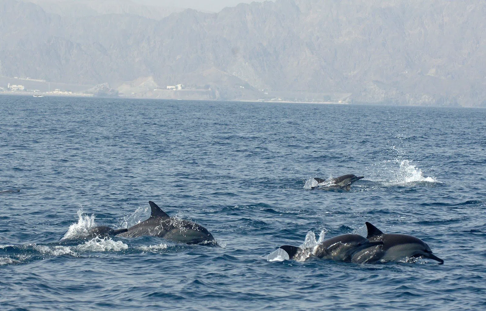 Os Dhows de Trabalho de Mascate Encontraram uma Segunda Vida no Mar